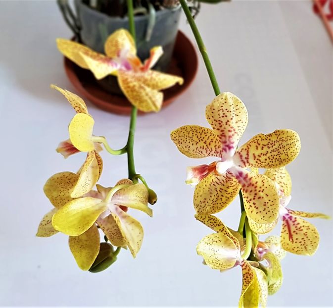  - Phalaenopsis 1