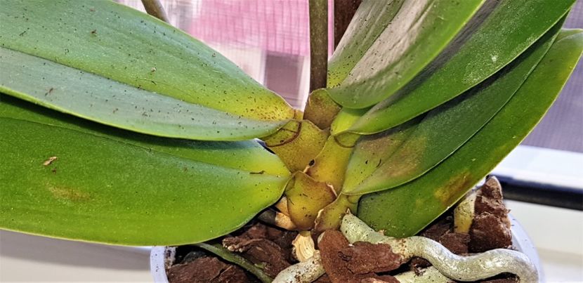 Probleme - Phalaenopsis 1