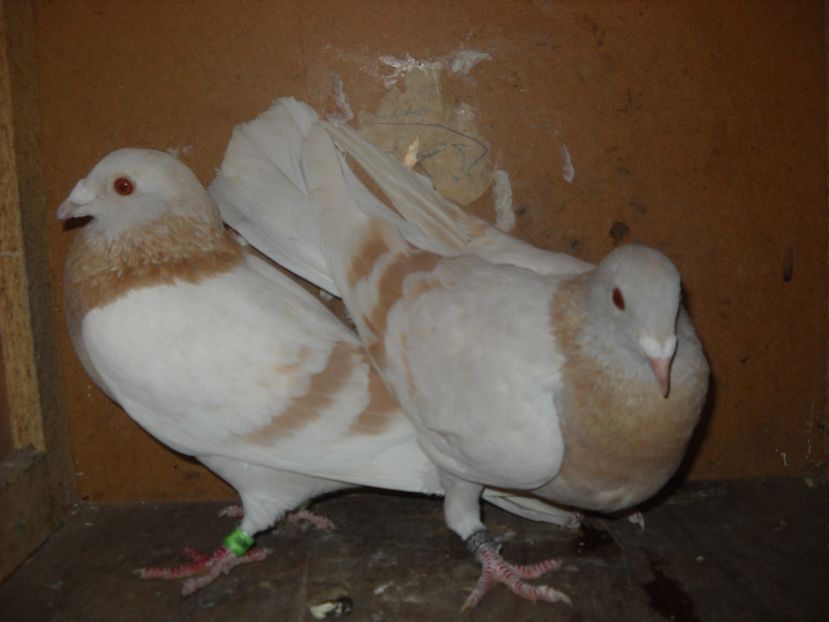  - PORUMBEI VANDUTI 2