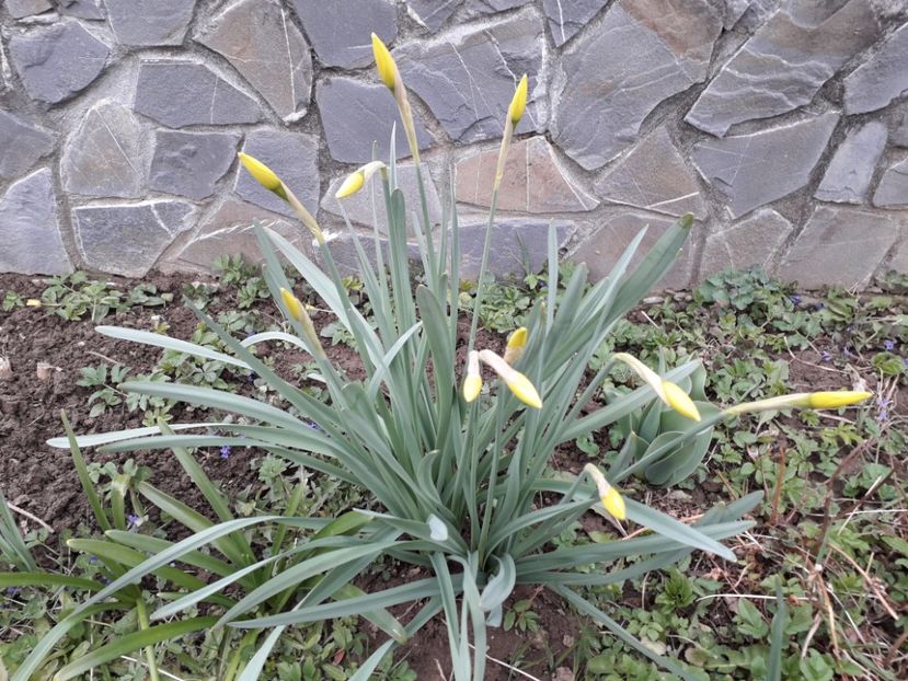  - AAAAA_NARCISE 2015_2019_2020