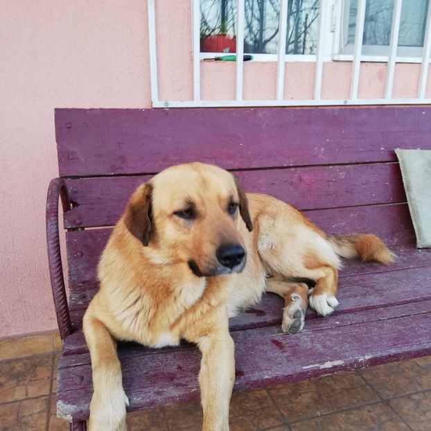  - 0 0-2020-2023 curtea cu toate cele!