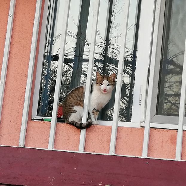  - 0 0-2020-2023 curtea cu toate cele!