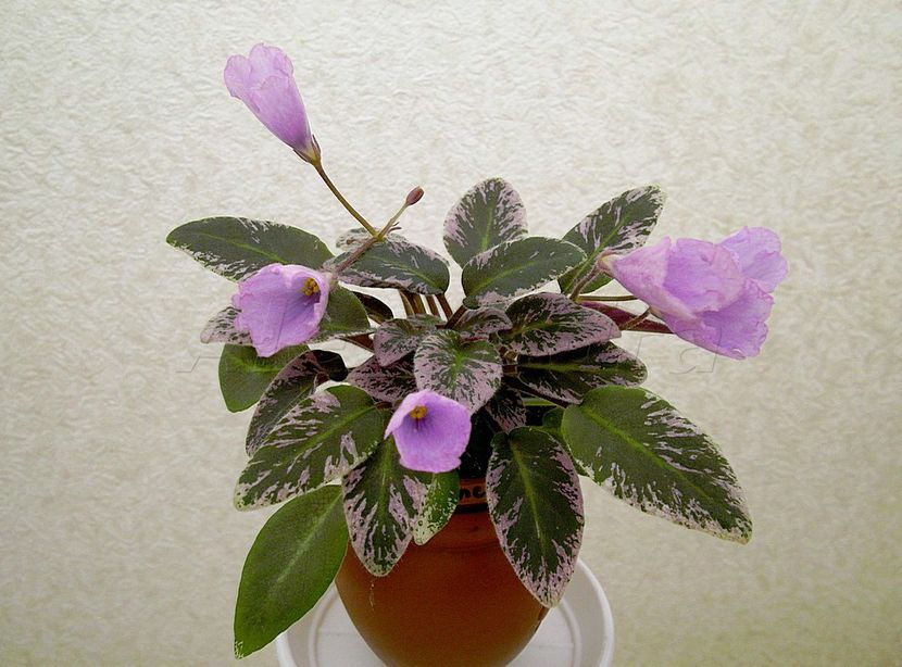 LE Erika poza net - ZZZLE Erika