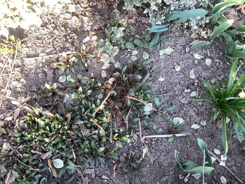 27 Martie 2020 - Bujori de Stepa paeonia tenuifolia rubra plena