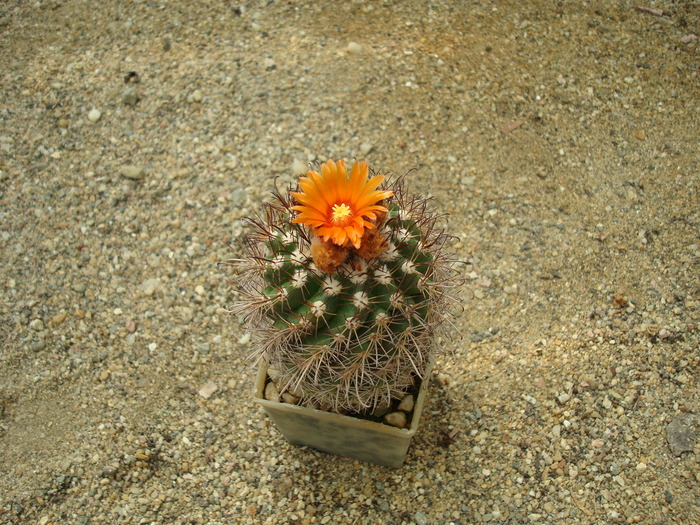 DSC01215 - Cactusi