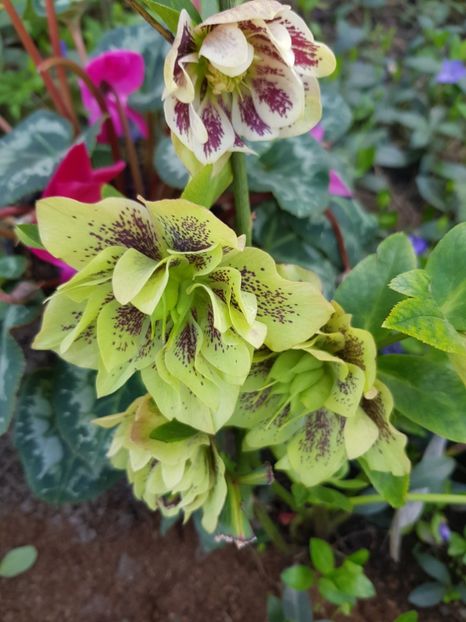  - Spânz helleborus 2020