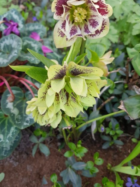  - Spânz helleborus 2020