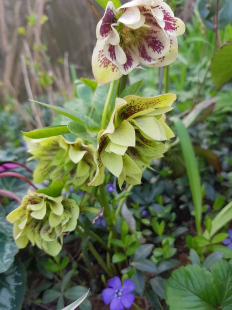  - Spânz helleborus 2020
