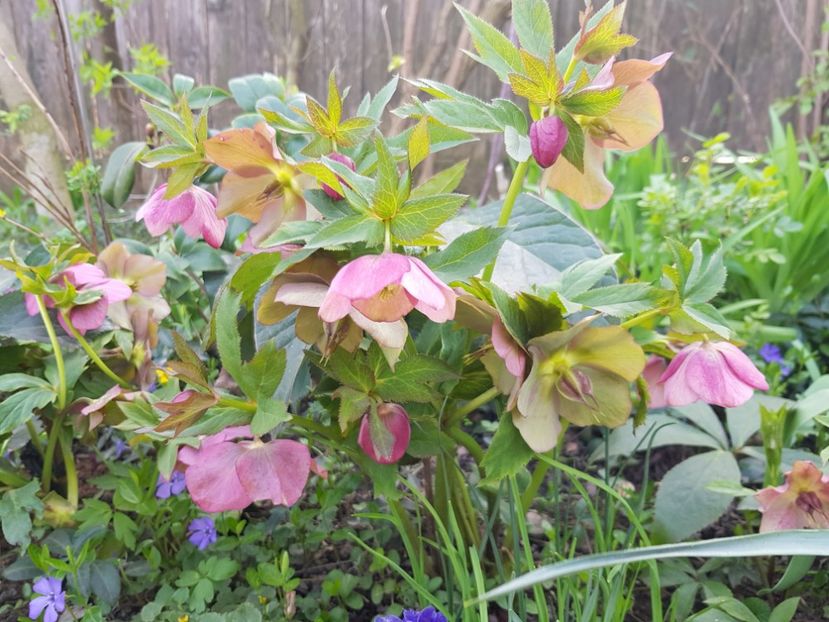  - Spânz helleborus 2020