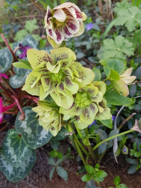  - Spânz helleborus 2020