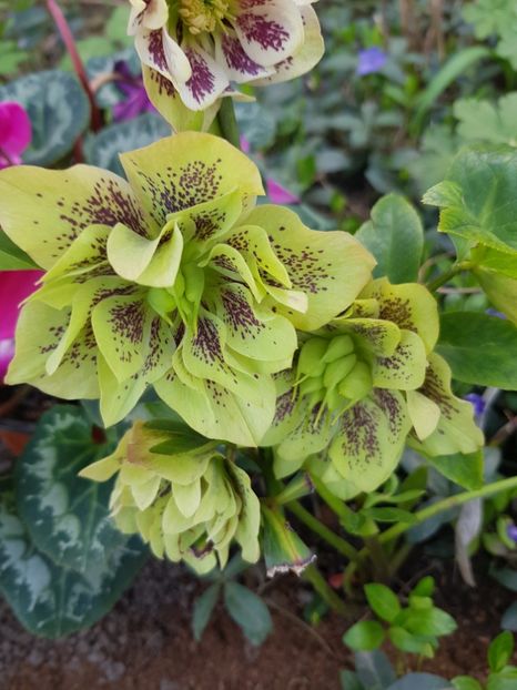  - Spânz helleborus 2020