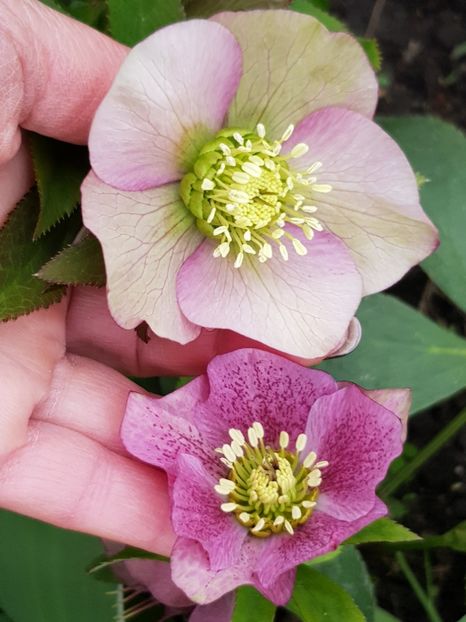  - Spânz helleborus 2020