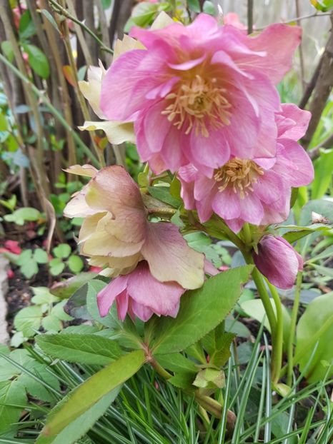  - Spânz helleborus 2020