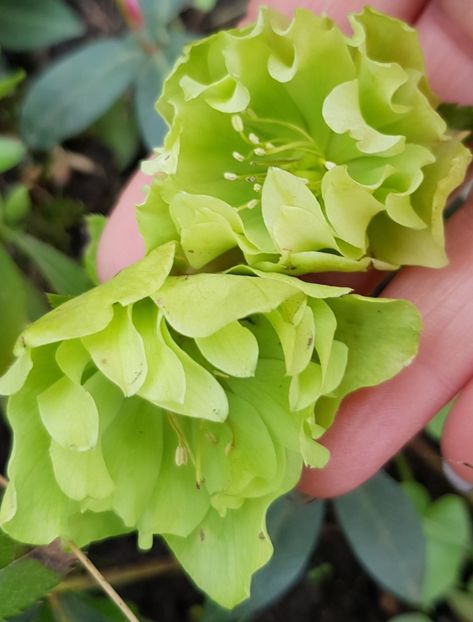  - Spânz helleborus 2020