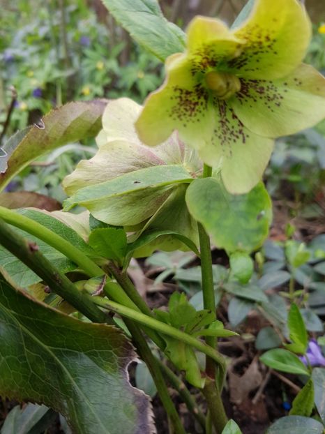  - Spânz helleborus 2020