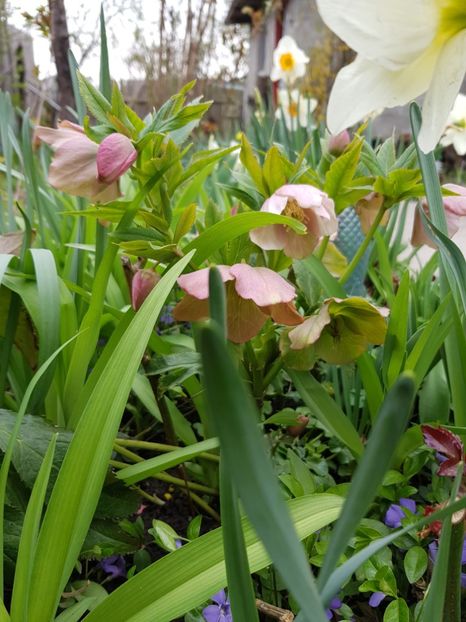  - Spânz helleborus 2020