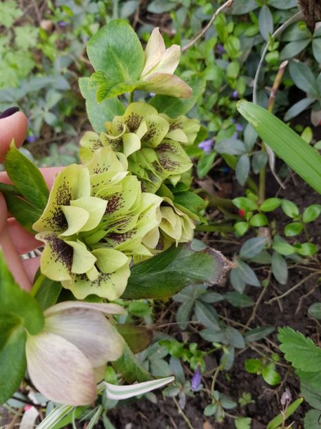  - Spânz helleborus 2020