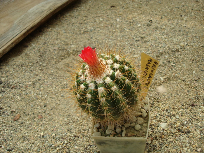 DSC01216 - Cactusi