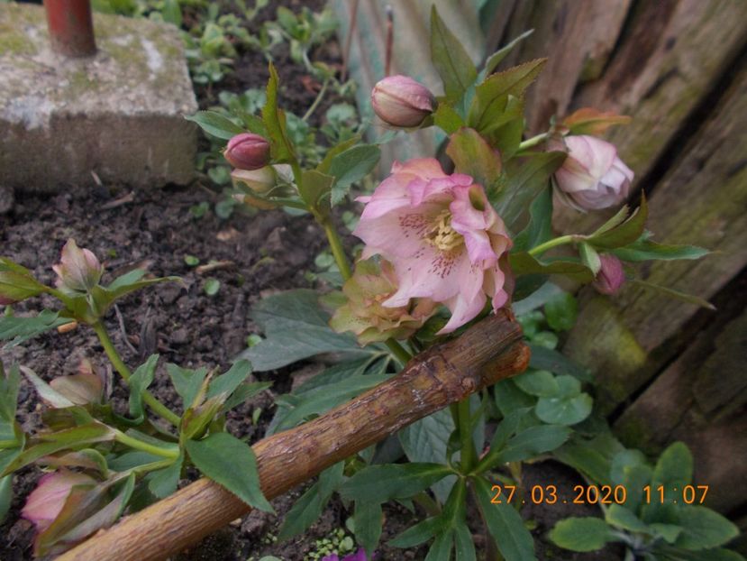  - HELLEBORUS 2020-2021-2022
