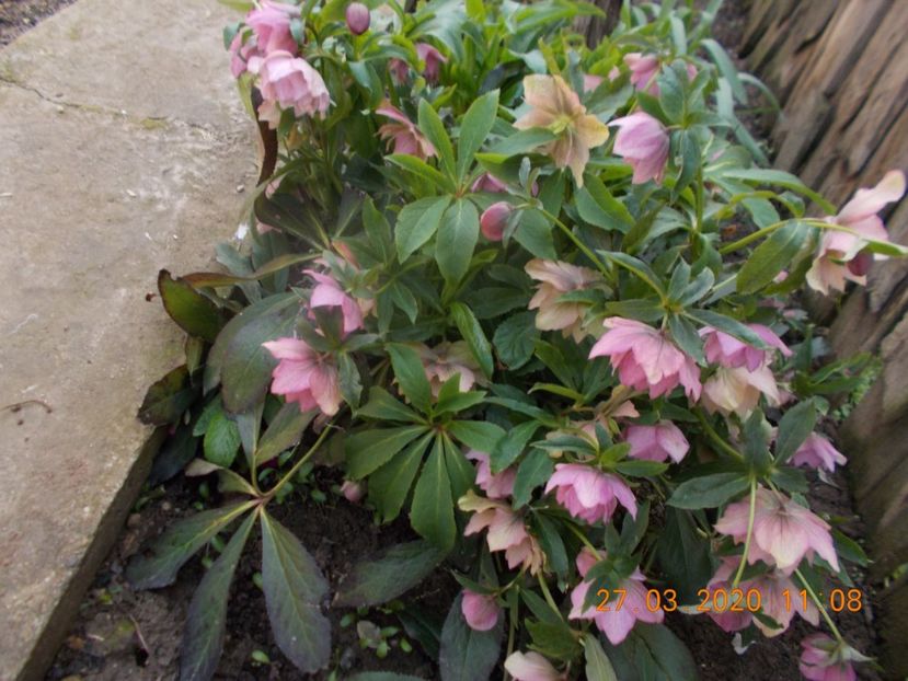  - HELLEBORUS 2020-2021-2022