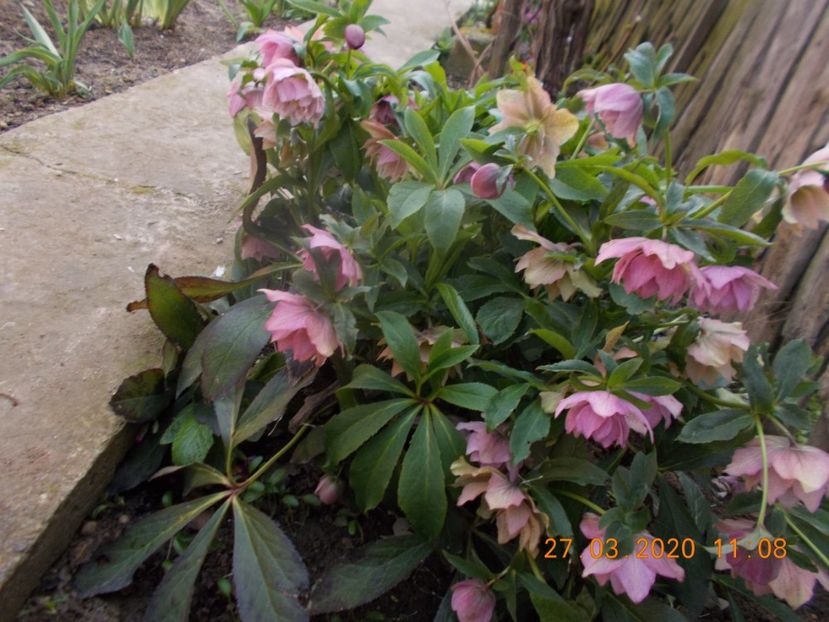  - HELLEBORUS 2020-2021-2022