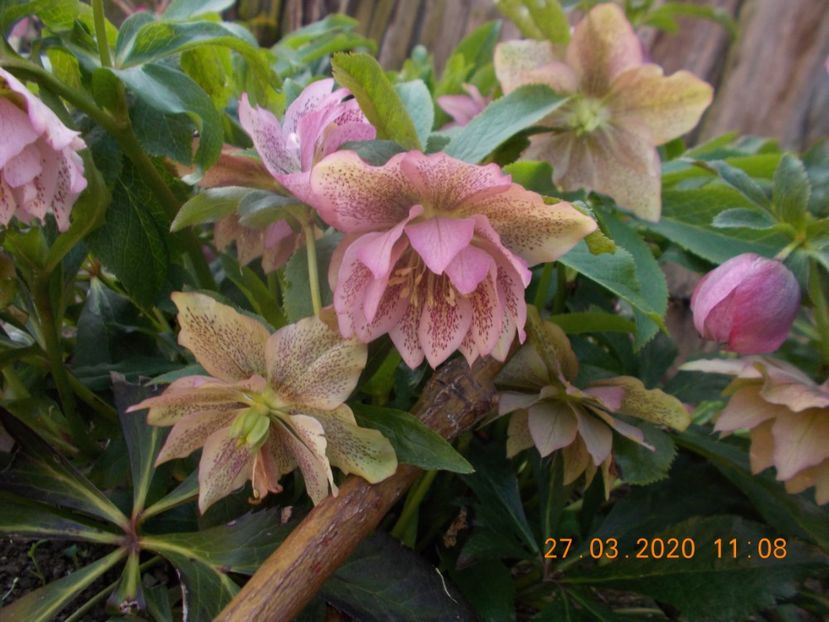  - HELLEBORUS 2020-2021-2022