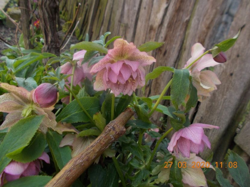 - HELLEBORUS 2020-2021-2022