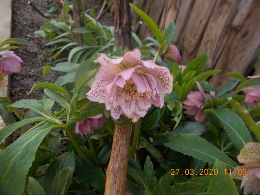  - HELLEBORUS 2020-2021-2022