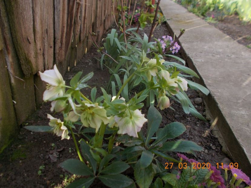  - HELLEBORUS 2020-2021-2022