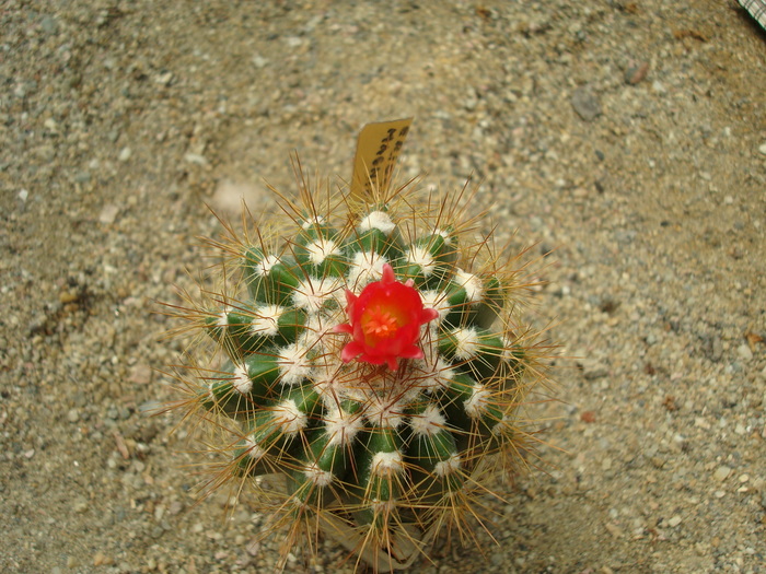 DSC01217 - Cactusi