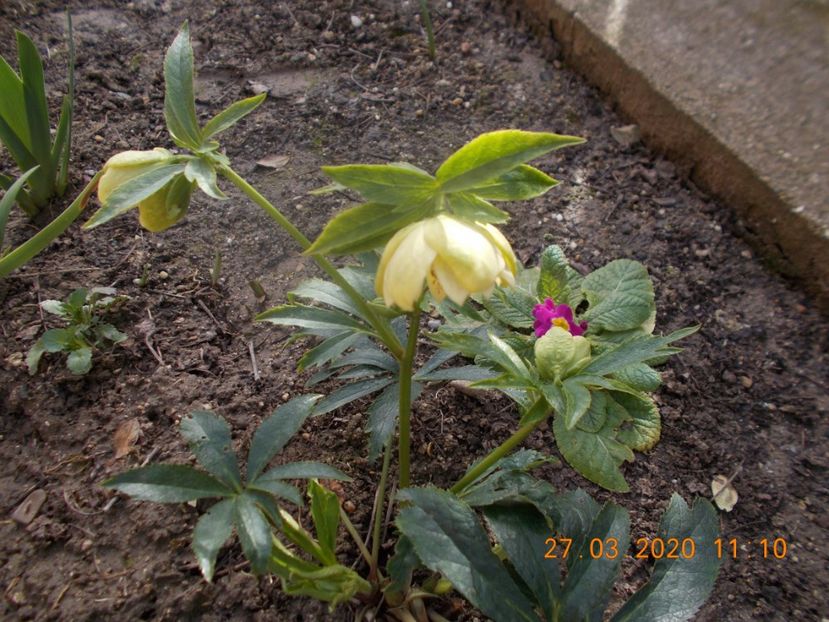  - HELLEBORUS 2020-2021-2022
