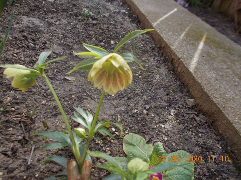  - HELLEBORUS 2020-2021-2022
