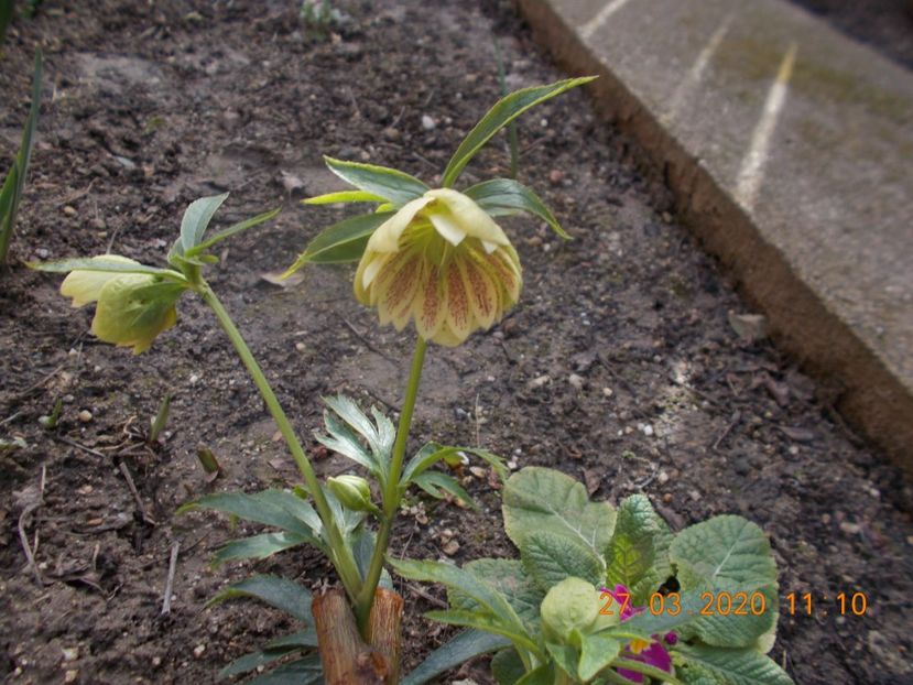  - HELLEBORUS 2020-2021-2022