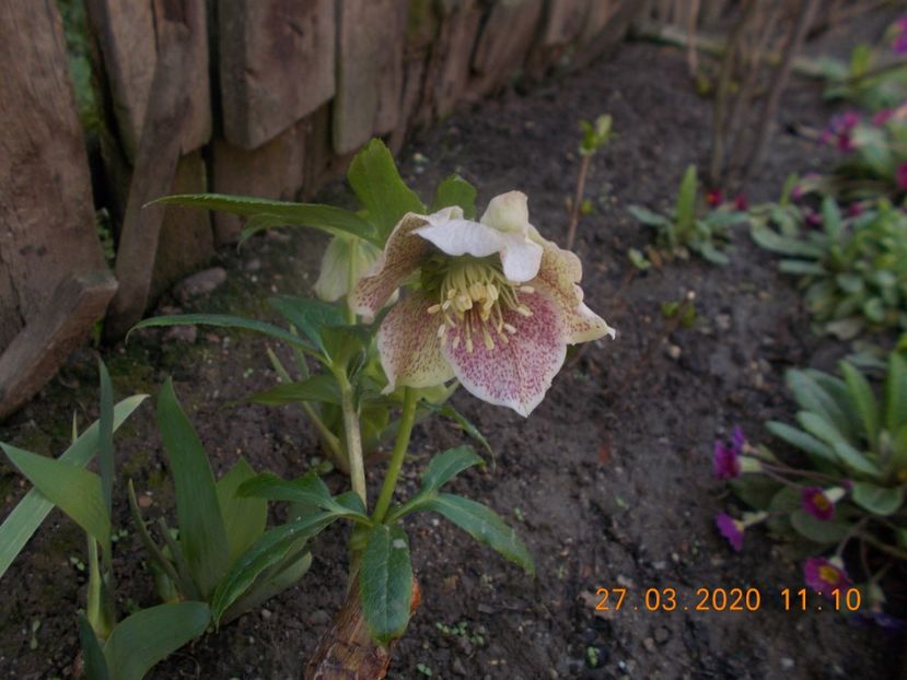  - HELLEBORUS 2020-2021-2022