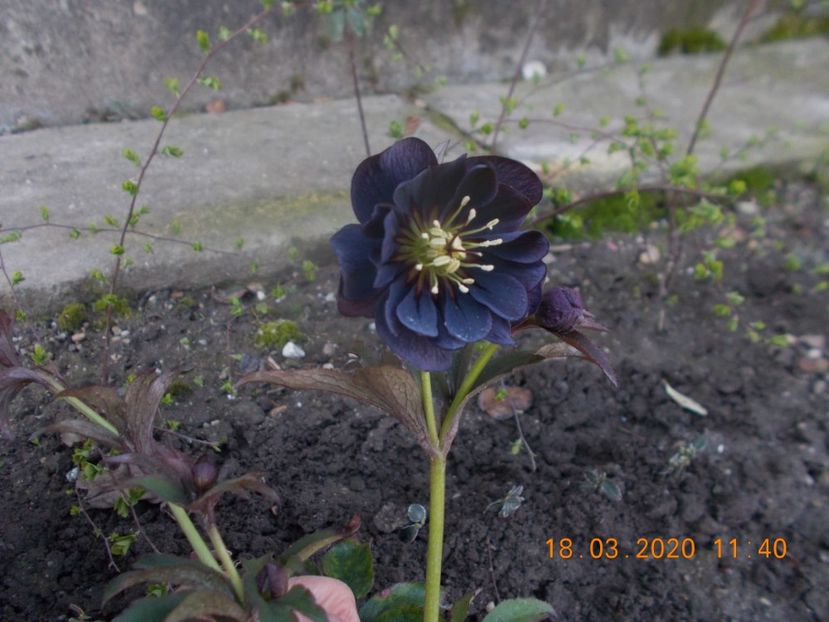  - HELLEBORUS 2020-2021-2022
