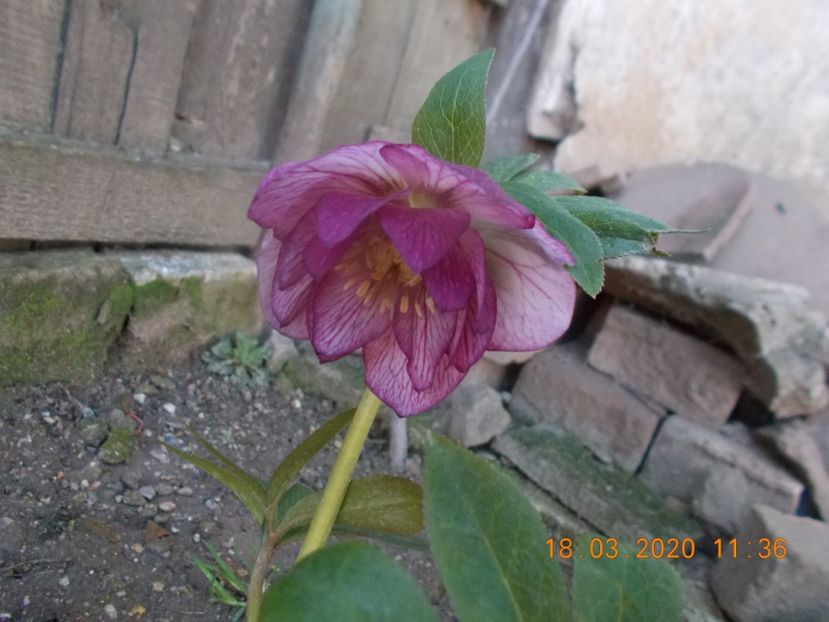  - HELLEBORUS 2020-2021-2022