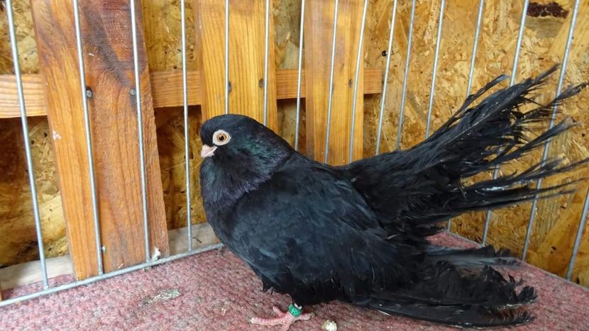 2020-03-28 01.01.56 - Negrii trenati de Bucuresti 2019