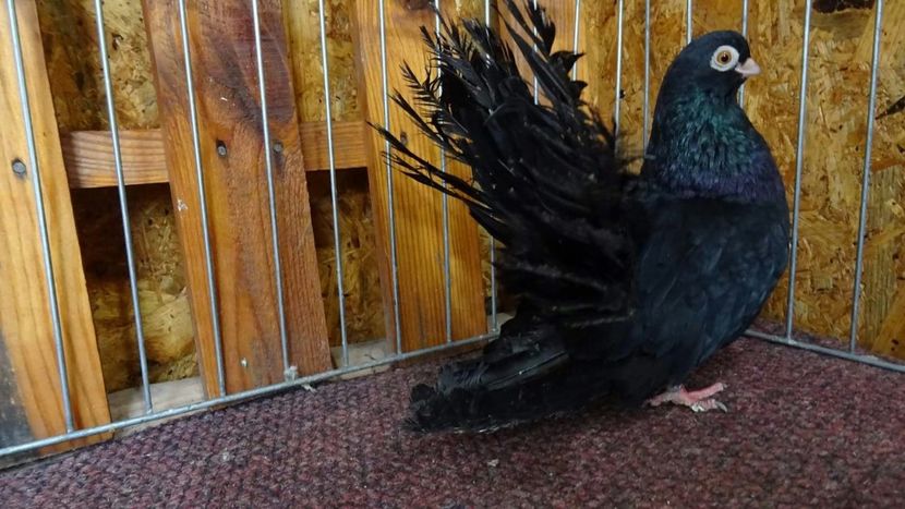 2020-03-28 01.01.44 - Negrii trenati de Bucuresti 2019