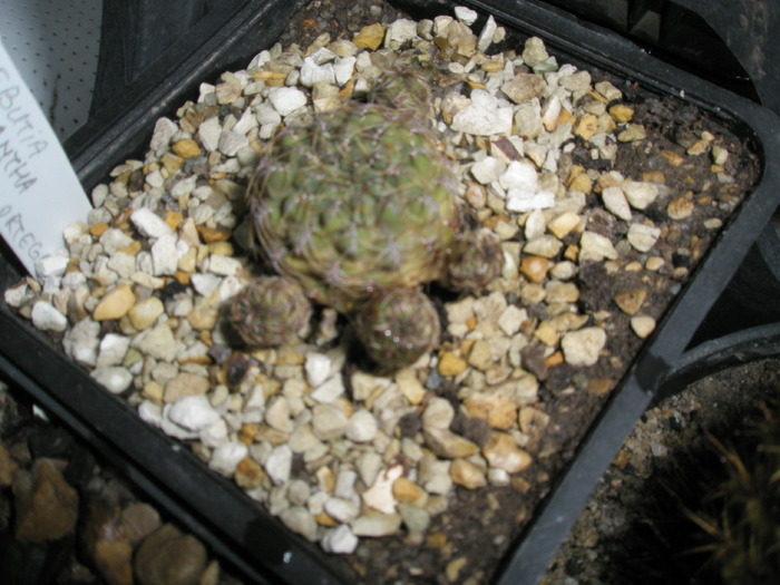 Sulcorebutia verticilacantha - plantele dupa iarna 2010