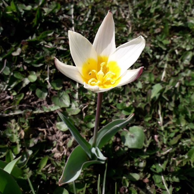  - AAAA_LALELE 2019_2020_2022_2023