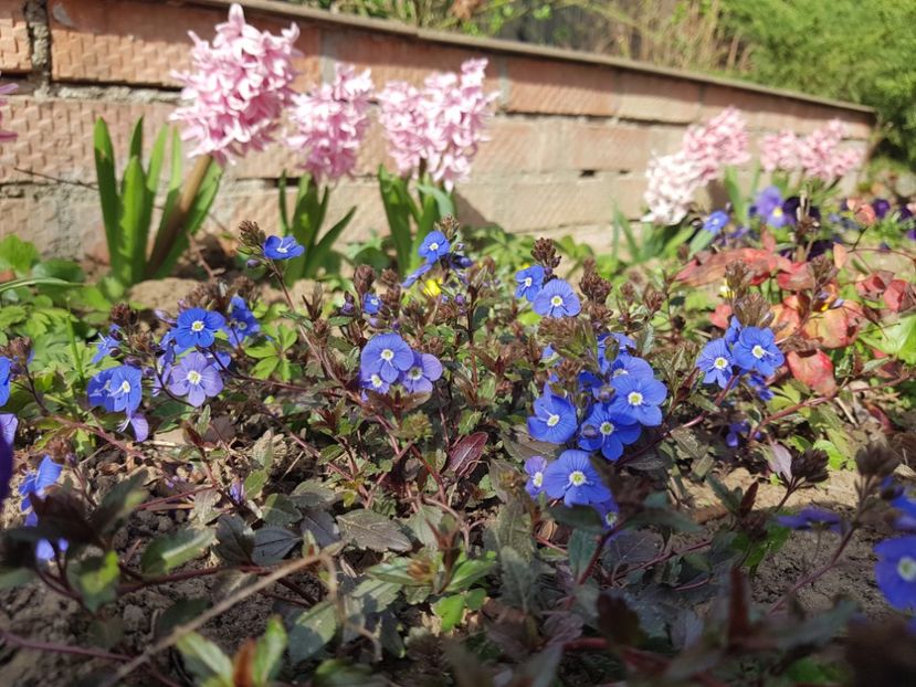 Veronica Georgia Blue - 2020 Martie