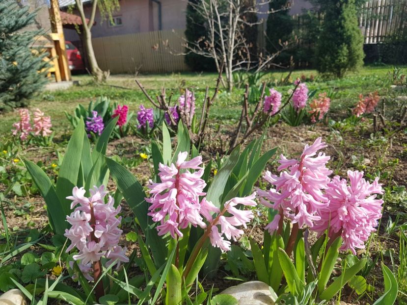 China Pink - 2020 Zambile