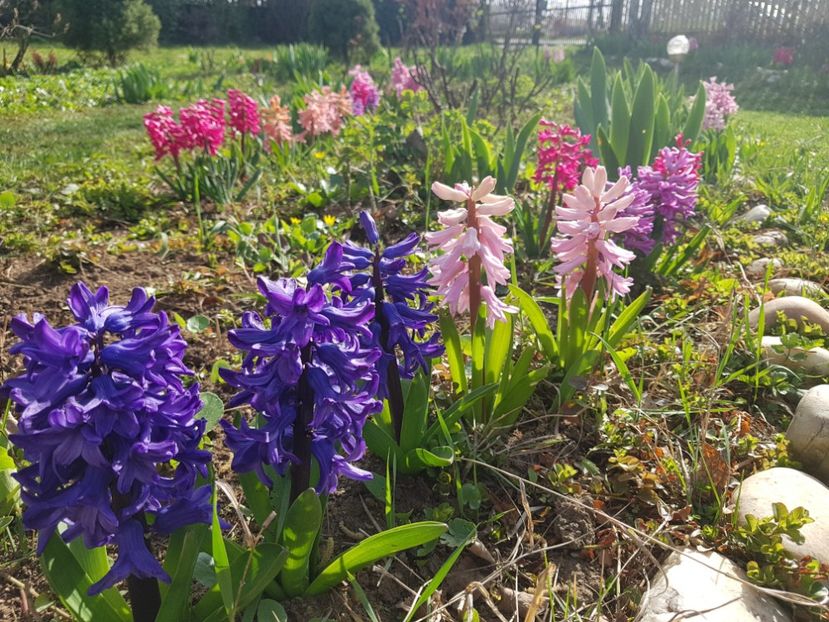 Marie, china pink, - 2020 Zambile