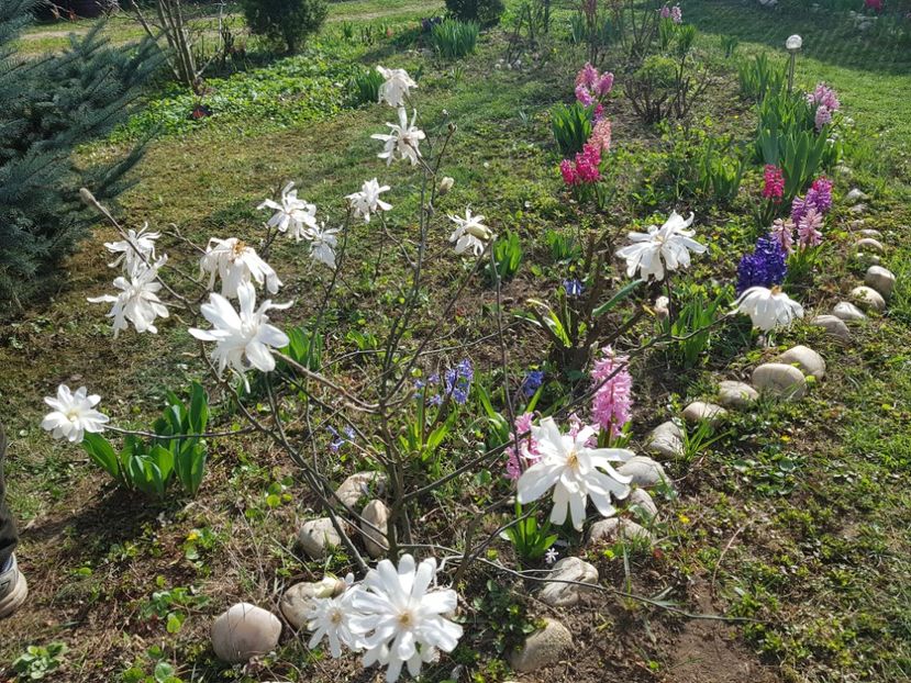 Magnolia stelata - 2020 Martie