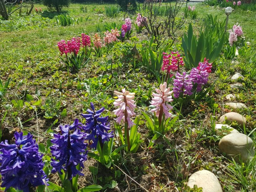 Marie, China Pink, Splendid Cornelia, Jan Boss - 2020 Zambile