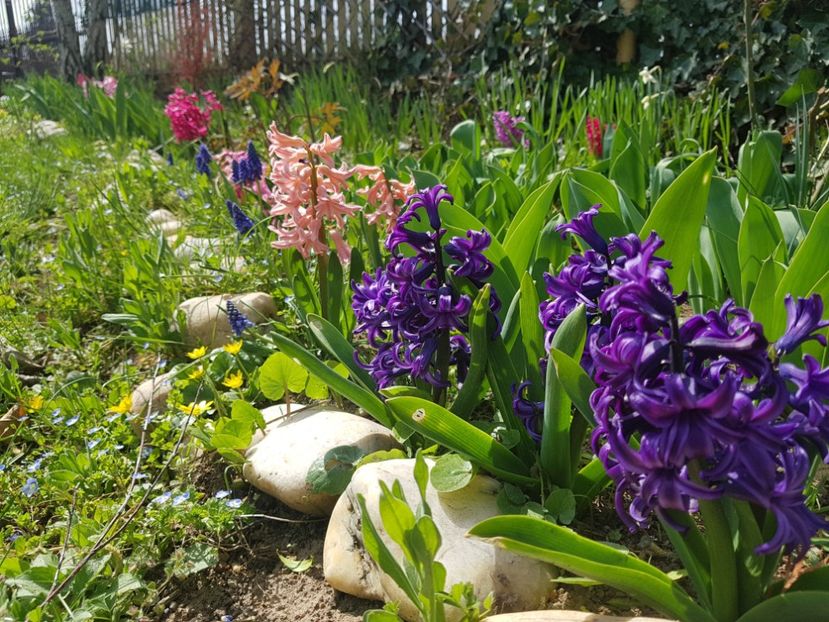 Blue Pearl, Gypsy Queen - 2020 Zambile