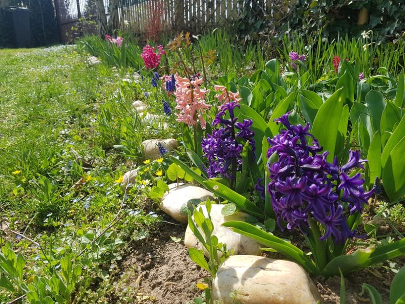 Blue Pearl mai indigo... - 2020 Martie