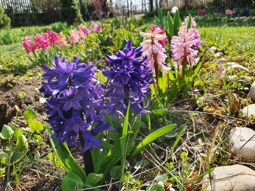 IMG-20200327-WA0002 - 2020 Martie