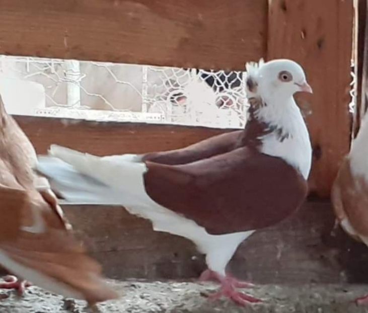  - 5-Jucatori de Amara