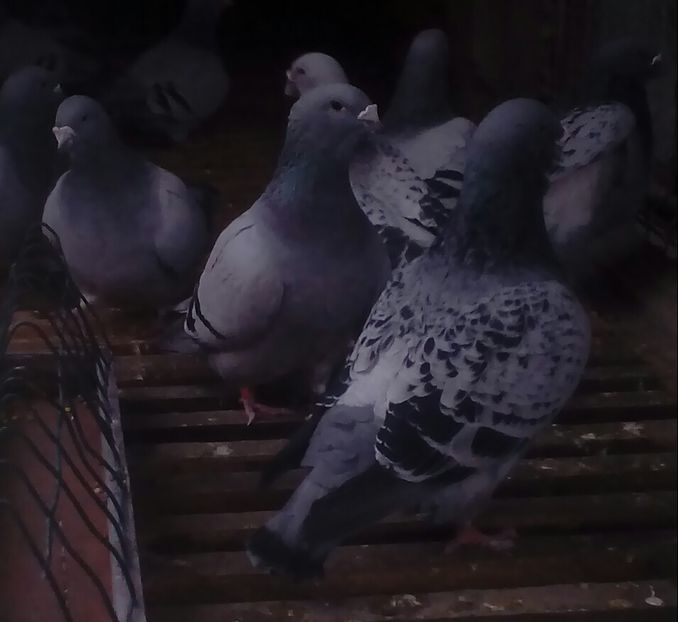 20200322_145611-1 - Standard 2020